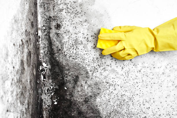 Mold Removal Process in Holly Ridge, NC