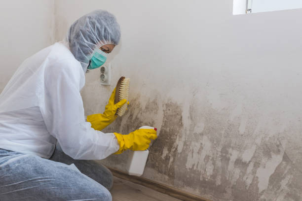 Office Mold Removal Services in Holly Ridge, NC
