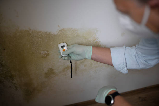 Best Mold Removal Process  in Holly Ridge, NC