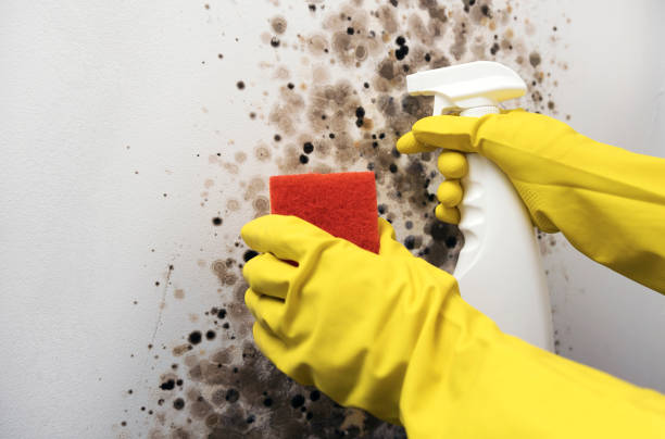 Best Mold Removal Process  in Holly Ridge, NC