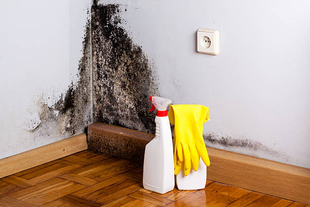 Best Affordable Mold Removal  in Holly Ridge, NC